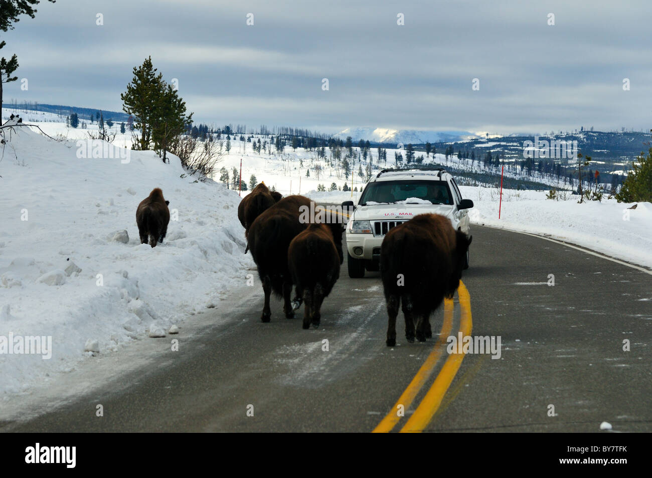 Bison herd blocking traffic. Yellowstone National Park, Wyoming, USA. Stock Photo
