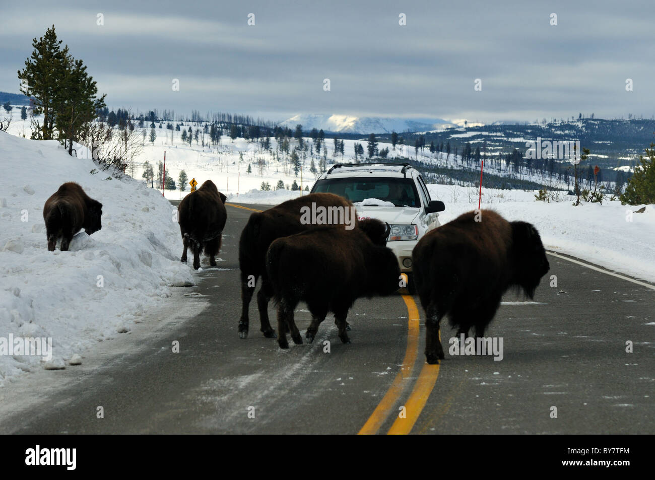 Bison herd blocking traffic. Yellowstone National Park, Wyoming, USA. Stock Photo