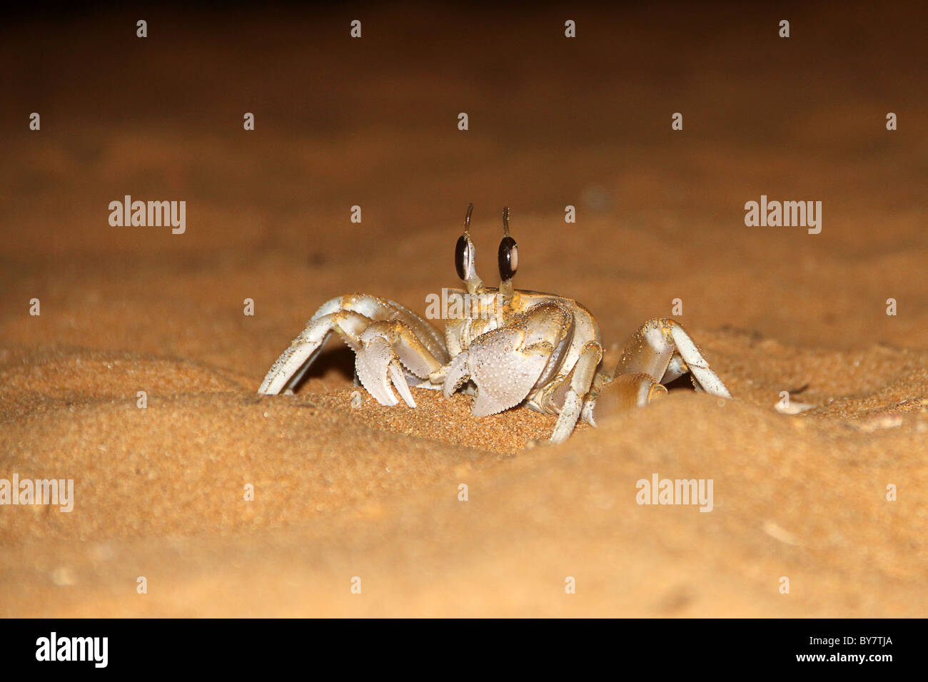 Sea crab masked in sand. Sea crab close up Stock Photo