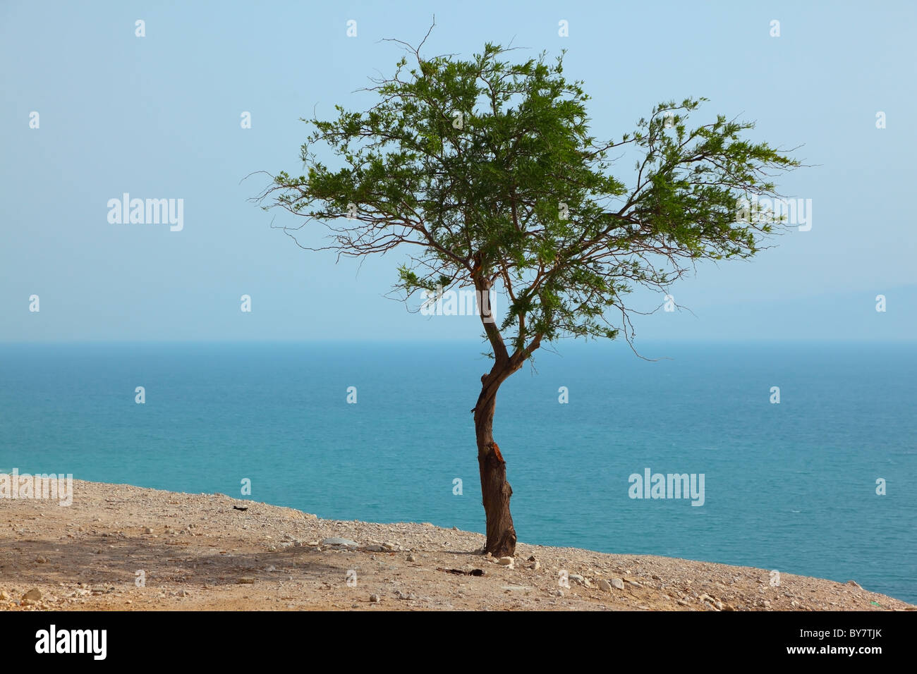 Picturesque tree on dry cliff above the Dead Sea Stock Photo