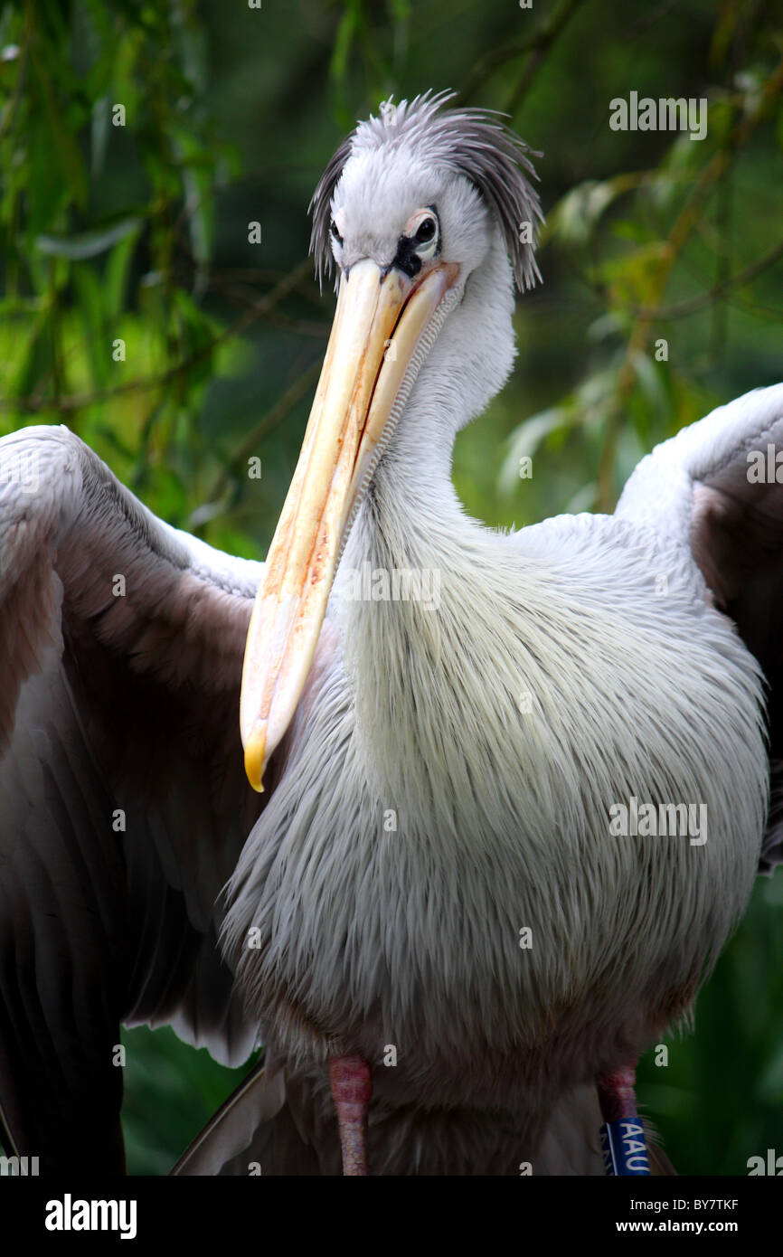 A pink backed pelican animal from a zoo in England, UK. Stock Photo