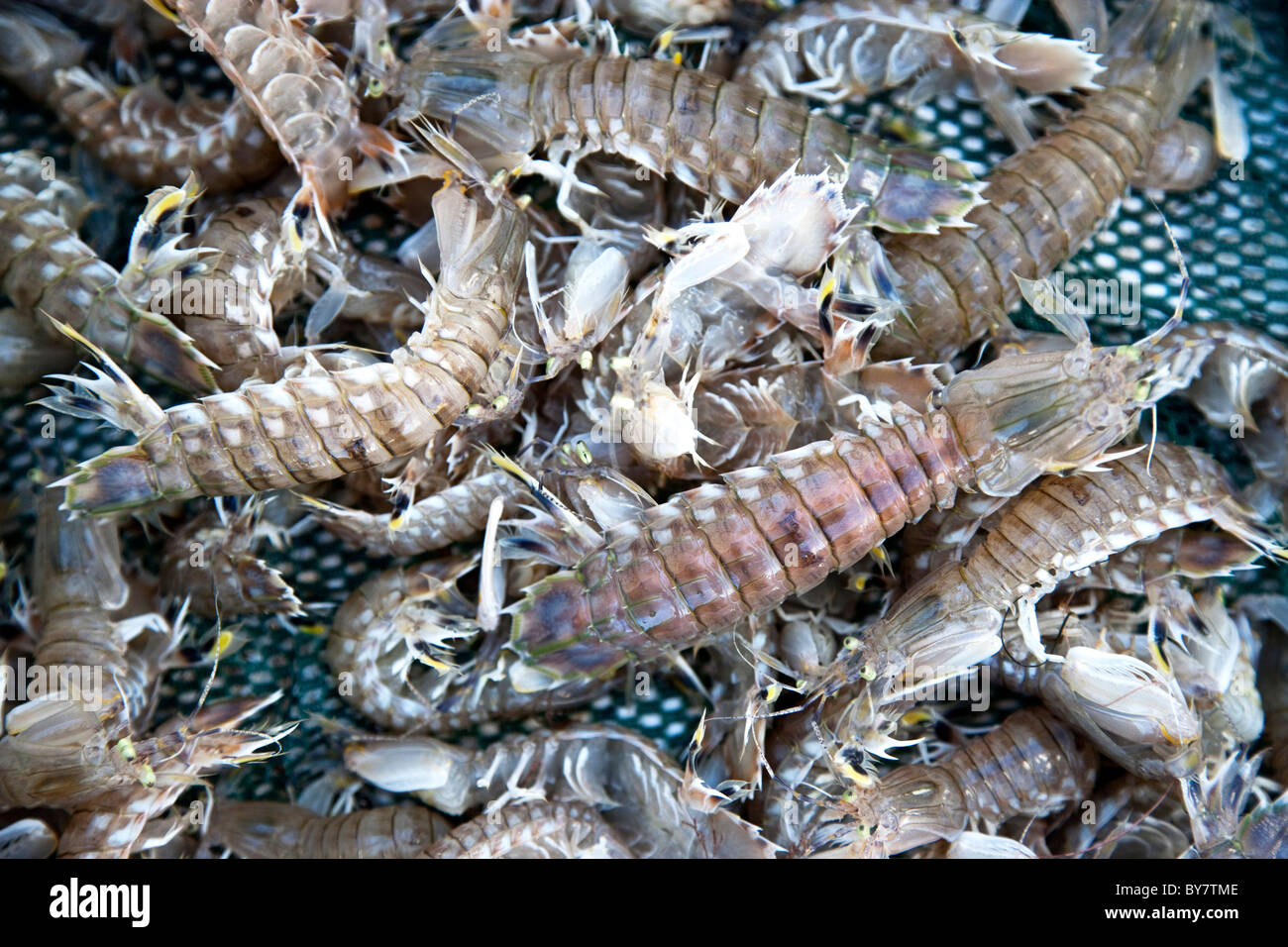 Mantis Shrimp, live in net. Stock Photo