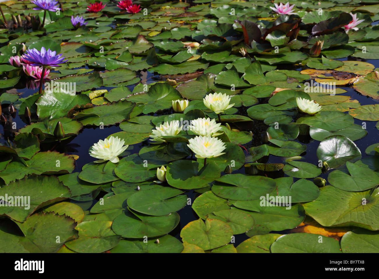 Large pond overgrown with flowering water lilies Stock Photo