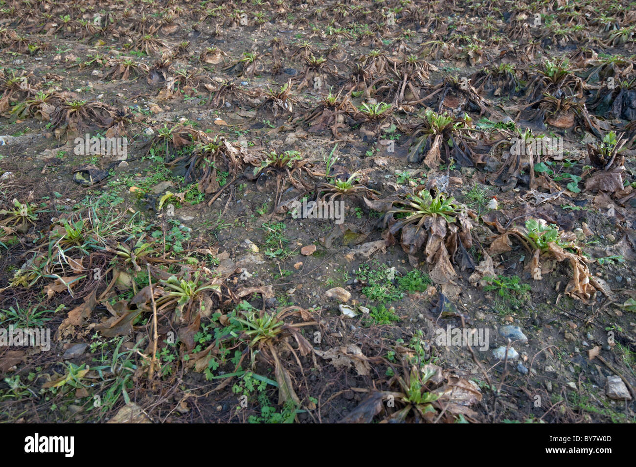 Sugar Beet still in the ground after the heavy winter we have experienced. Stock Photo