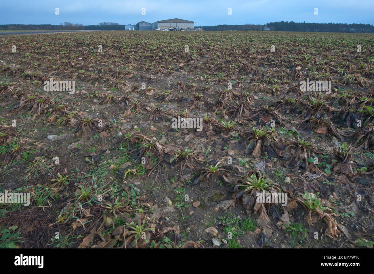 Sugar Beet still in the ground after the heavy winter we have experienced. Stock Photo