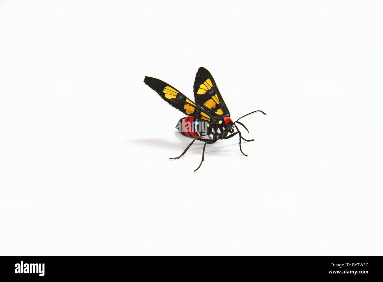 Euchromia polymena is a moth of the Arctiidae family. Stock Photo