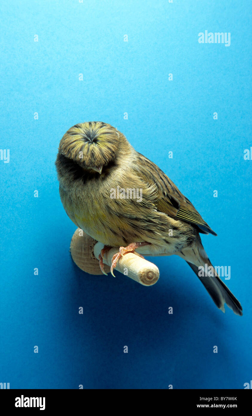 Gloster Canary. CRESTED CANARY Stock Photo: 33979531 - Alamy
