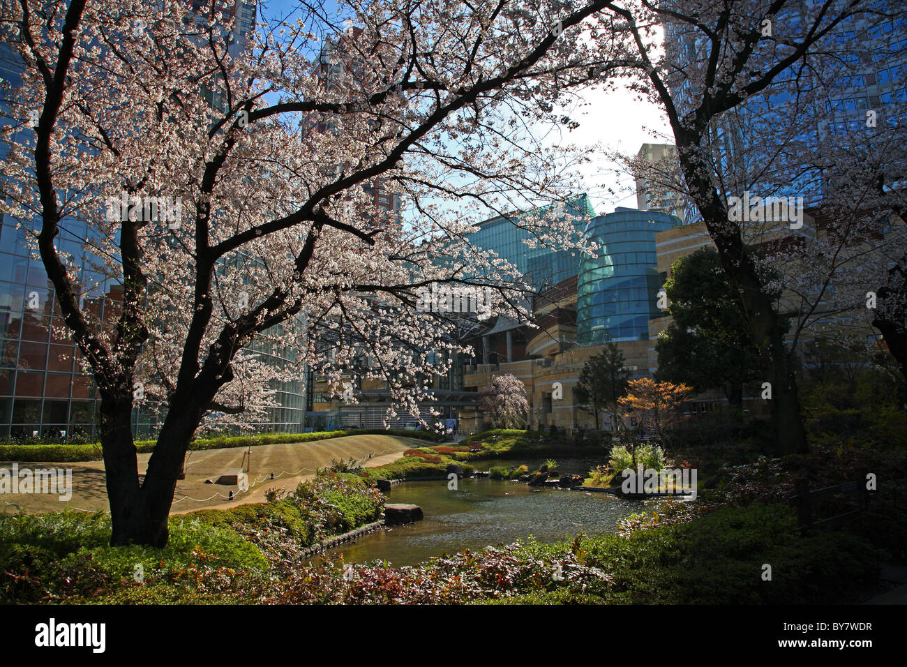 Cherry Blossom trees at Roppongi Hills, Tokyo, Japan Stock Photo