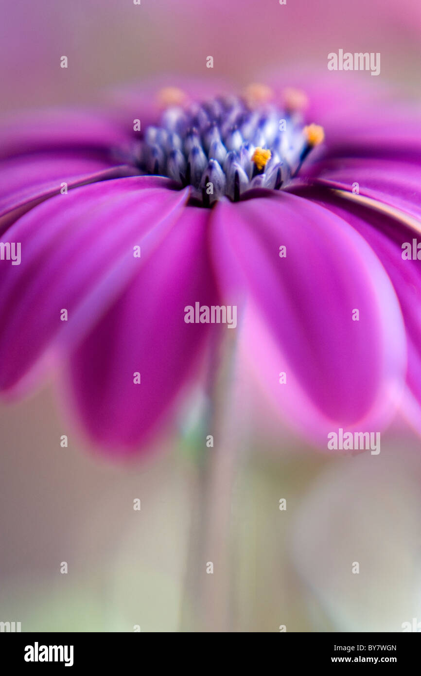 Dark pink African daisy Stock Photo