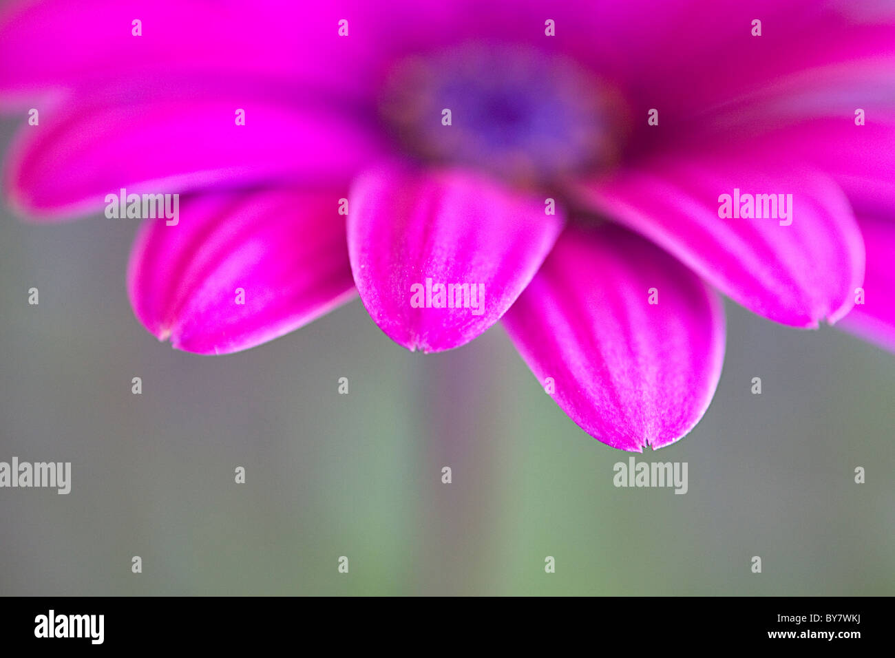 Dark pink African daisy Stock Photo