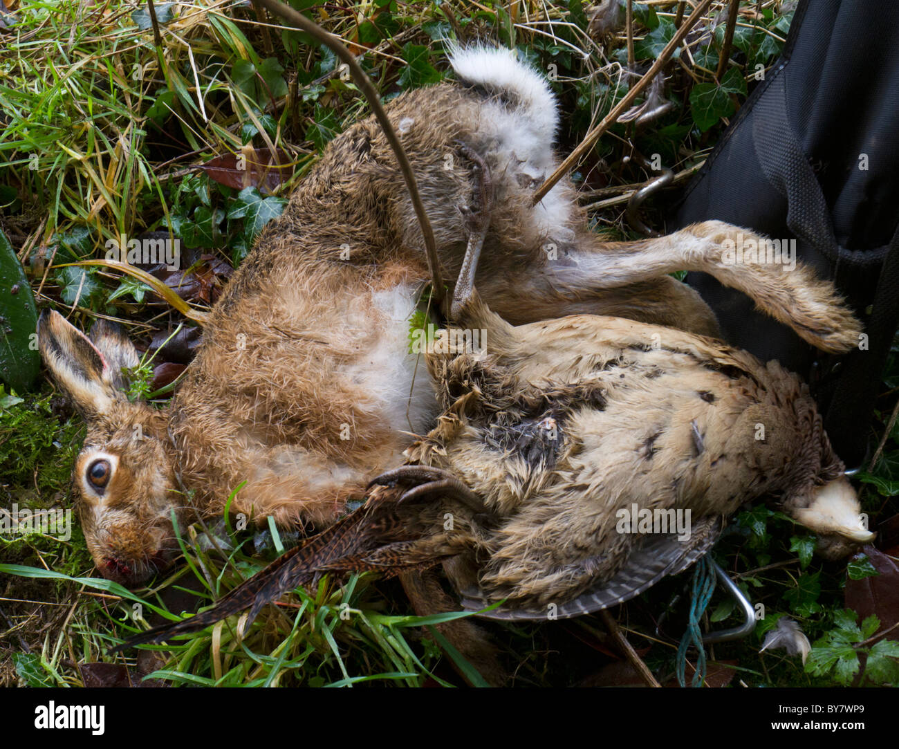 Game bag consisting of a European brown hare (Lepus europaeus) and a hen pheasant (Phasianus cholchicus) freshly shot. Stock Photo
