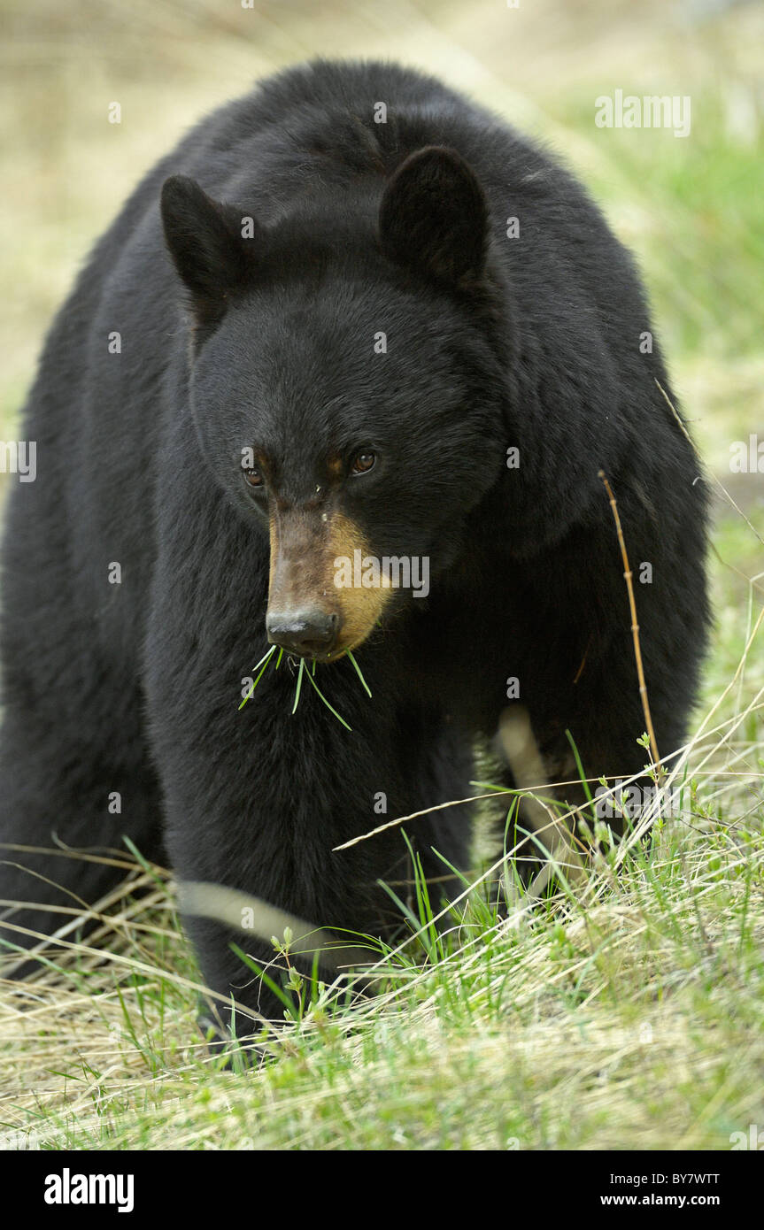 Black Bear feeding on grasses in Yellowstone National Park. Stock Photo