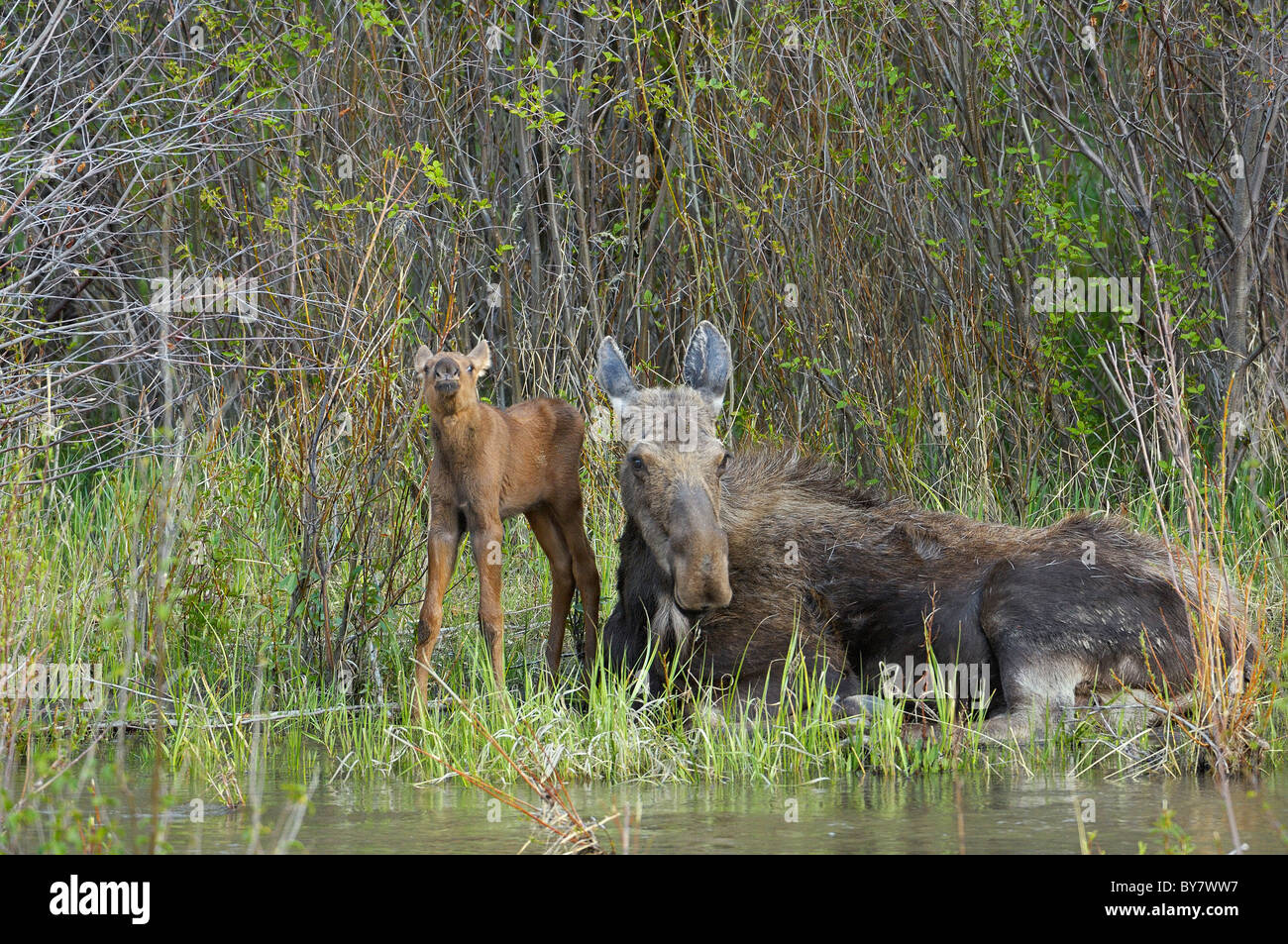 Mother Moose with her curious newborn. Stock Photo