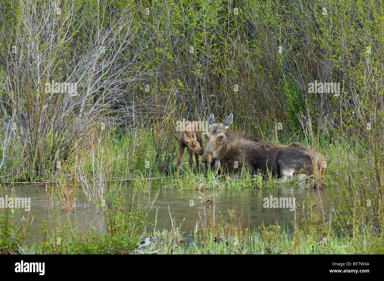 Mother Moose resting with her newborn calf. Stock Photo