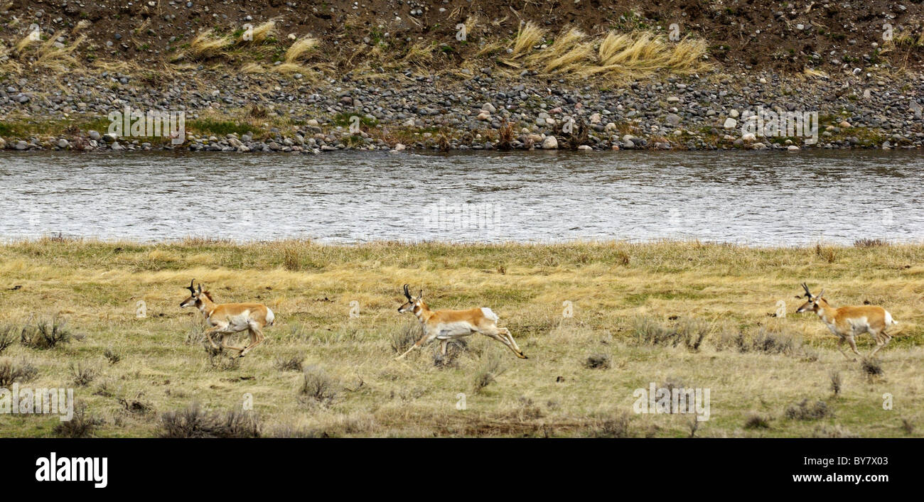 Pronghorn running along the Lamar river in Yellowstone National Park. Stock Photo