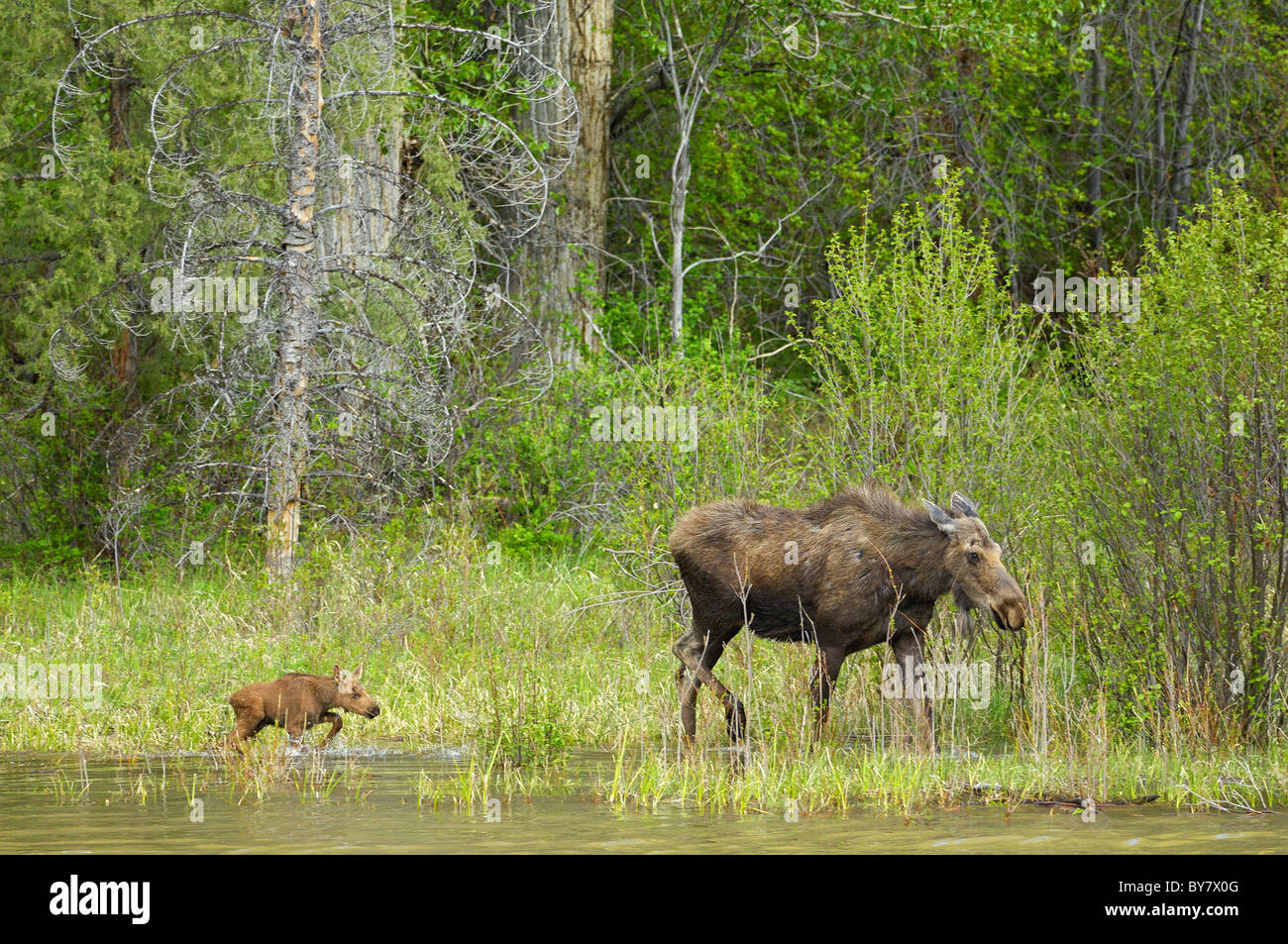 Mother Moose walking along river shallows with her newborn. Stock Photo