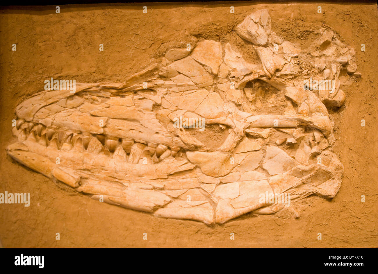 Large fossil of a mosasaur dinosaur marine reptile head from the Cretaceous Period Stock Photo