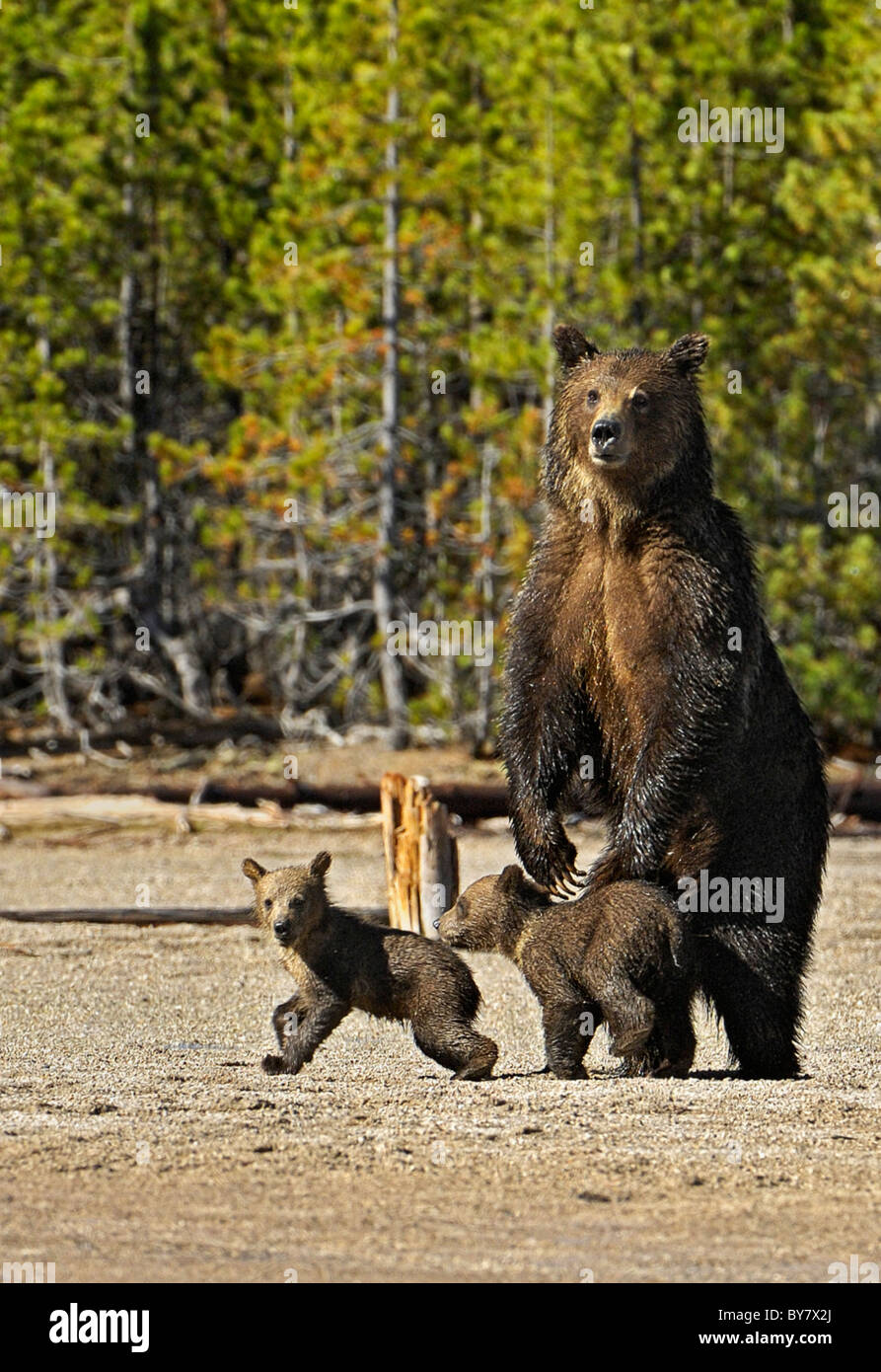 Grizzly mother with cubs in Yellowstone National Park. Stock Photo