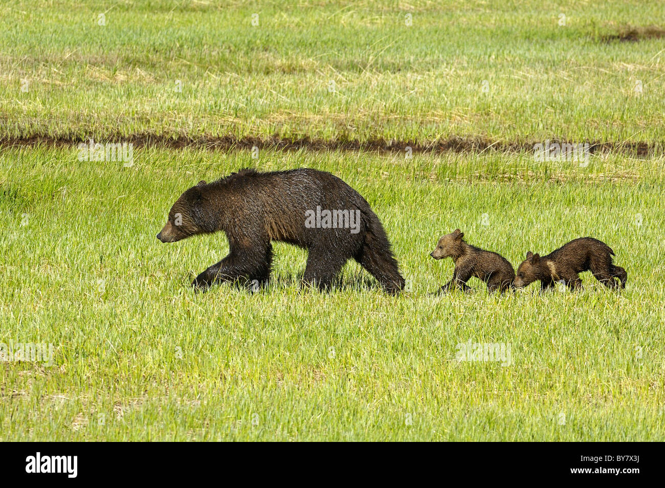 Grizzly mother with cubs in Yellowstone National Park spring meadow ...