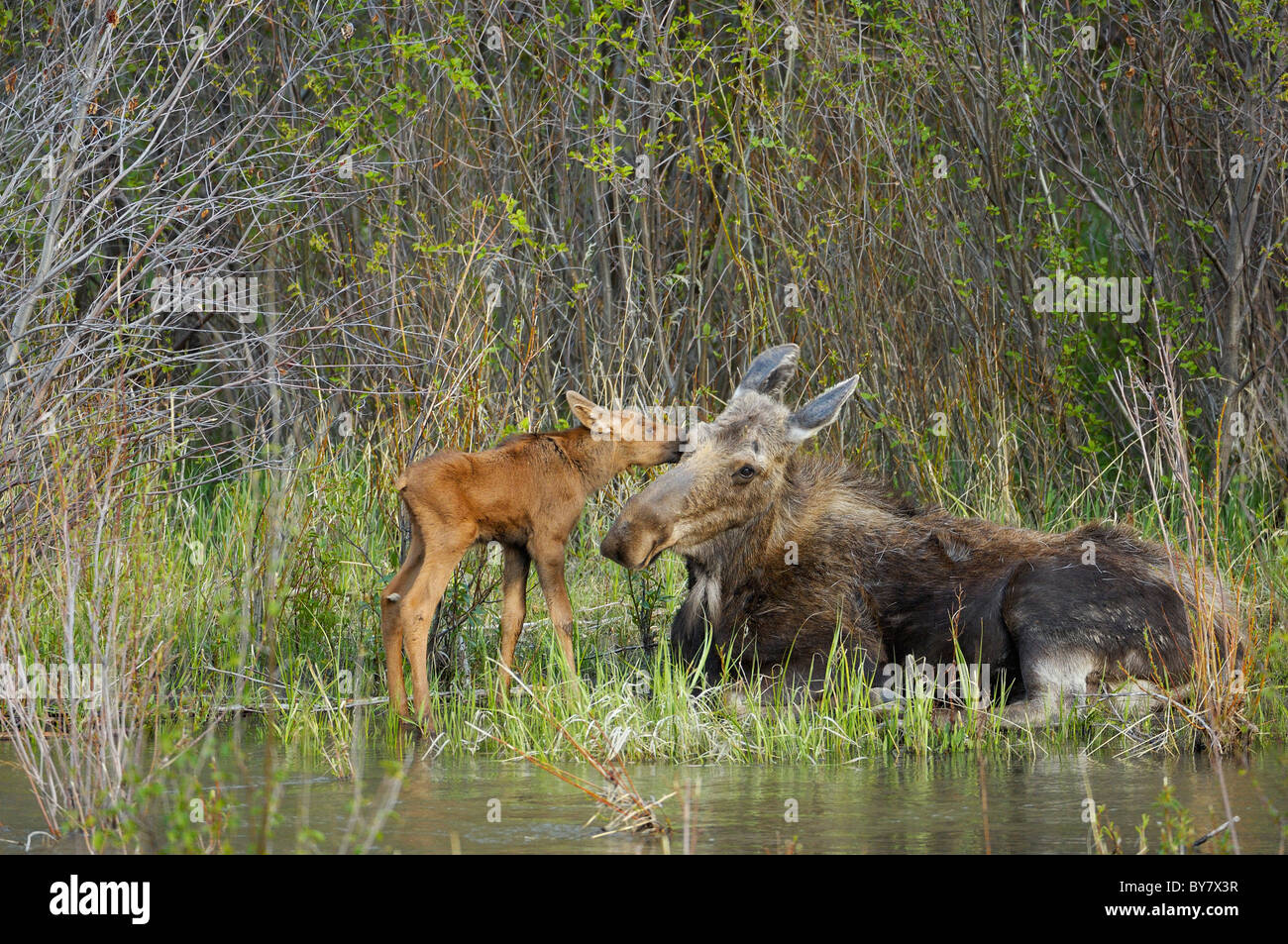 Newborn moose kissing its mother. Stock Photo