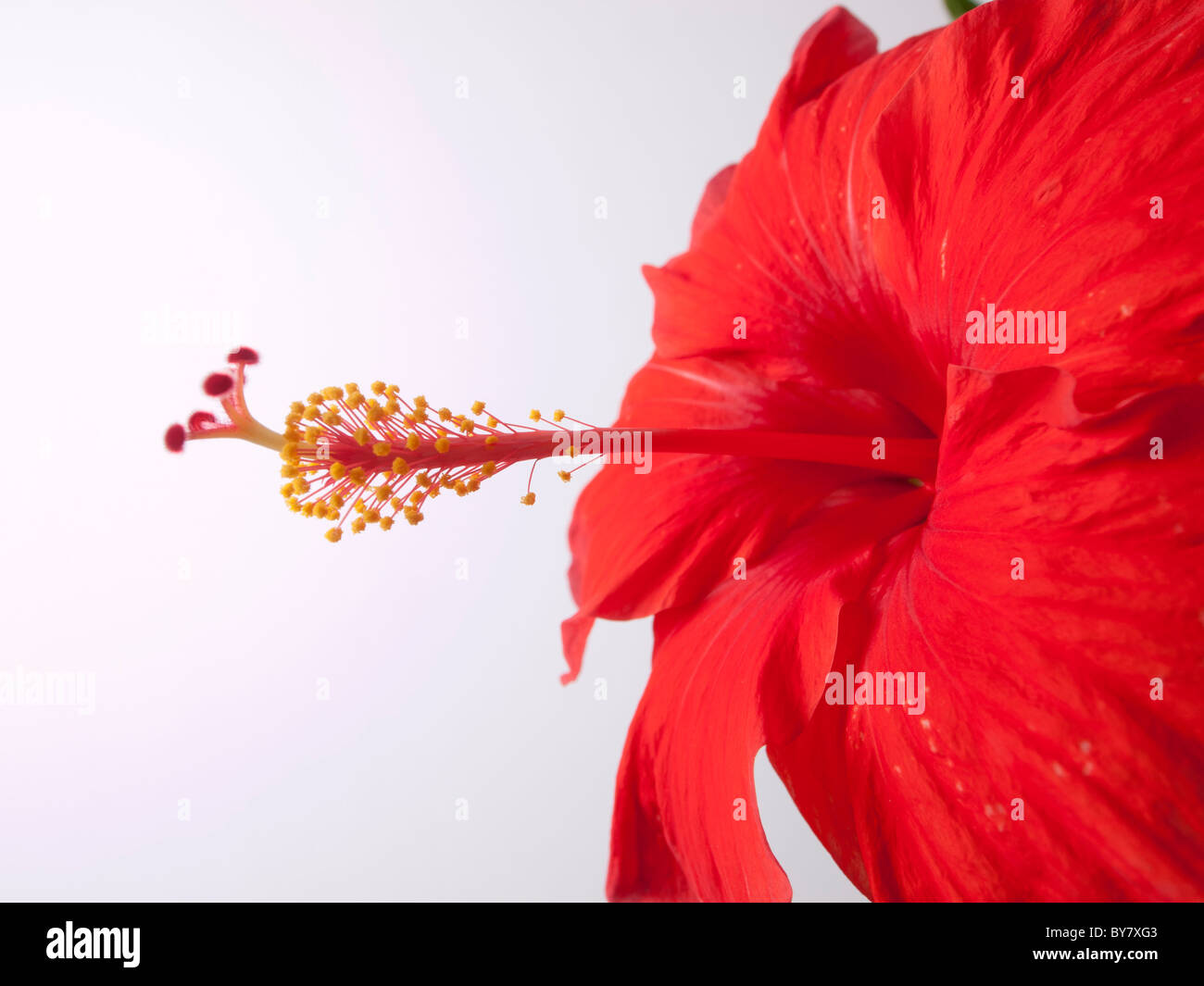 A red hibiscus flower on a white background Stock Photo - Alamy