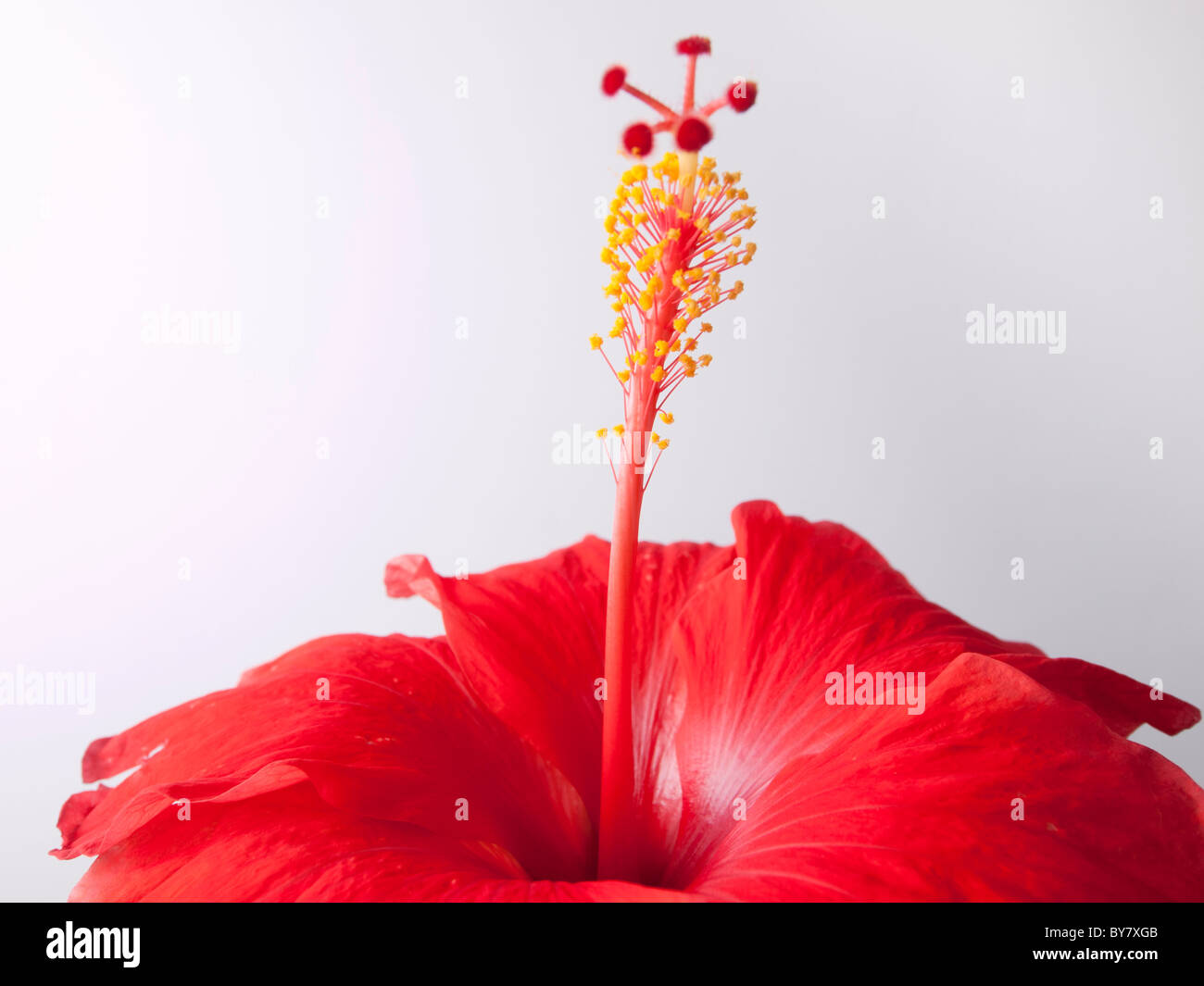 A red hibiscus flower on a white background Stock Photo - Alamy