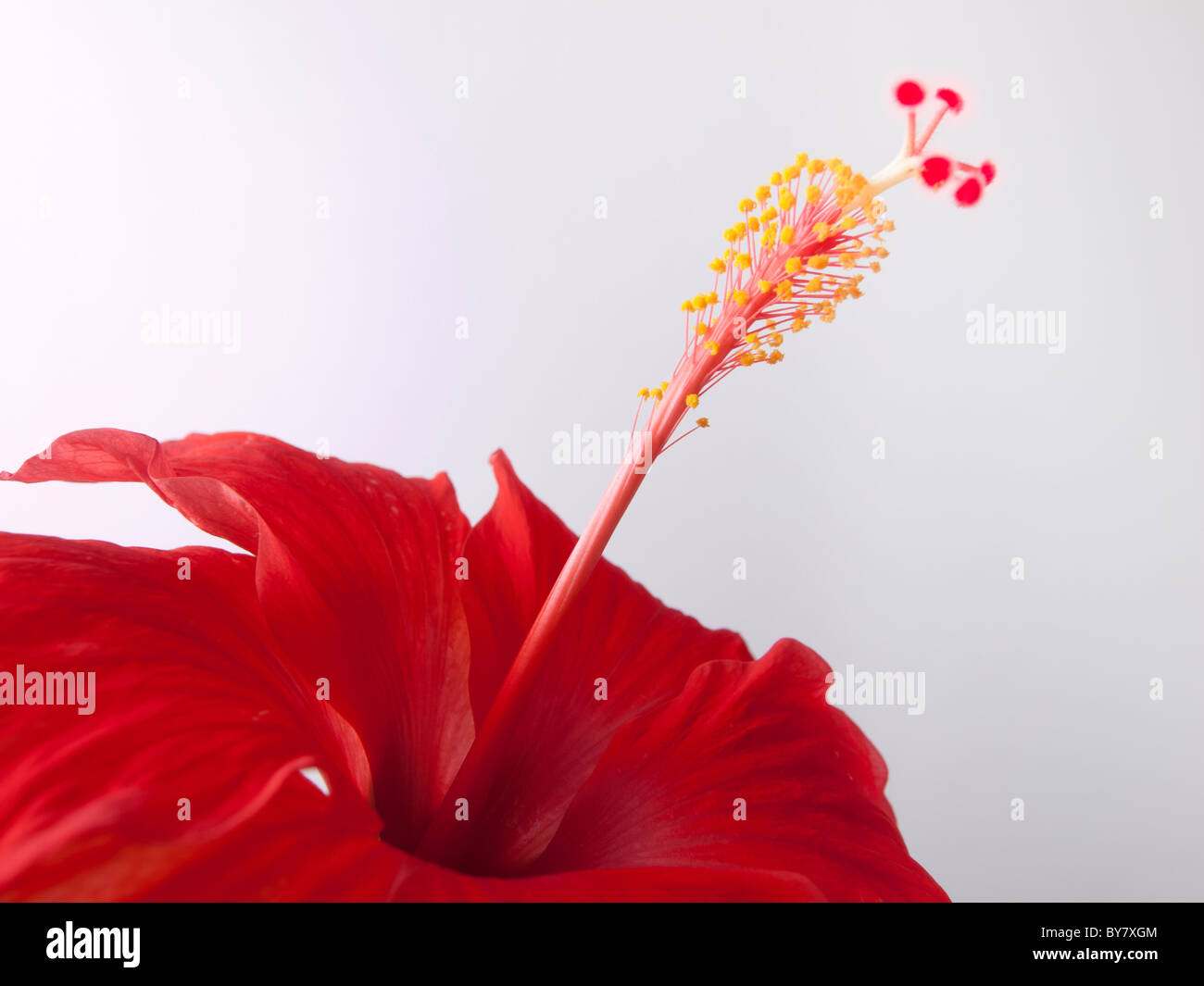A red hibiscus flower on a white background Stock Photo