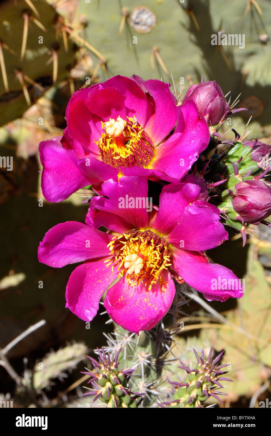 Blooming Walkingstick Cactus Saguaro National Park Tucson Arizona Stock Photo