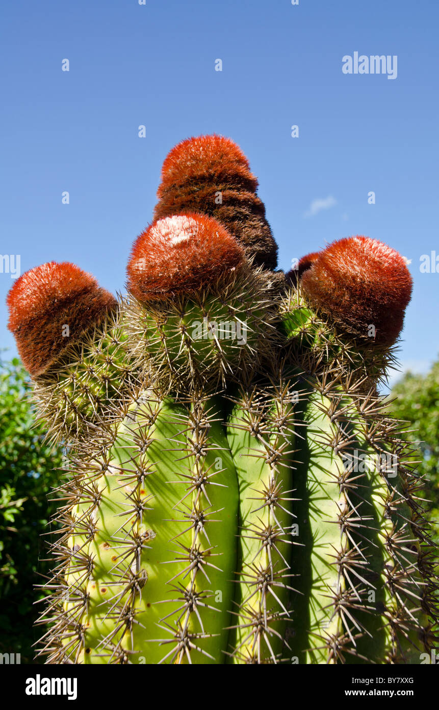 turks head cactus with red fez caps on Caribbean Island of Antigua Stock Photo