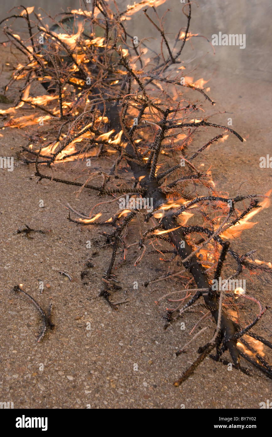 Christmas tree on fire Stock Photo Alamy