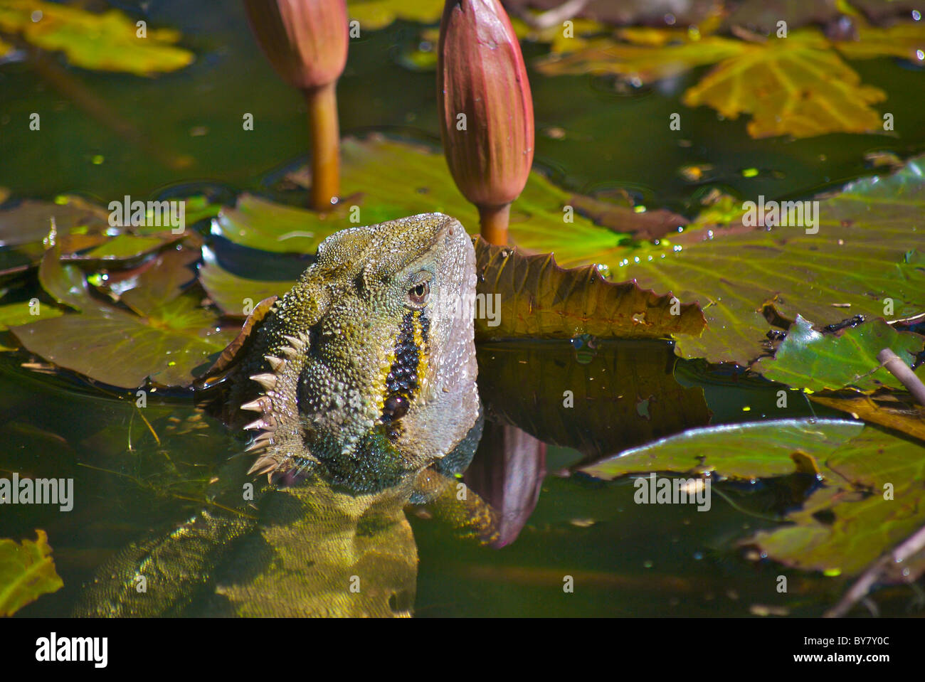 Eastern Water dragon ( (Physignathus lesueurii) with it's head out of the water in a lily pond, New South Wales, Australia. Stock Photo
