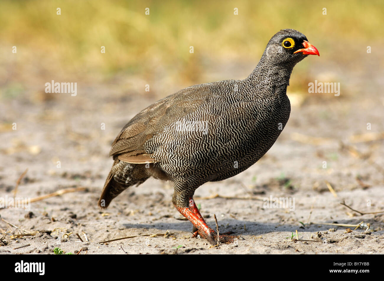 Red-billed Francolin (Francolinus adspersus), Red-billed Spurfowl (Pternistis adspersus), Savuti National Park, Botswana Stock Photo