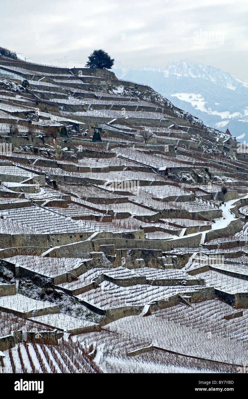 Snow-covered terraced vineyards of the UNESCO World Heritage site Lavaux near Saint-Saphorin, canton of Vaud, Switzerland Stock Photo