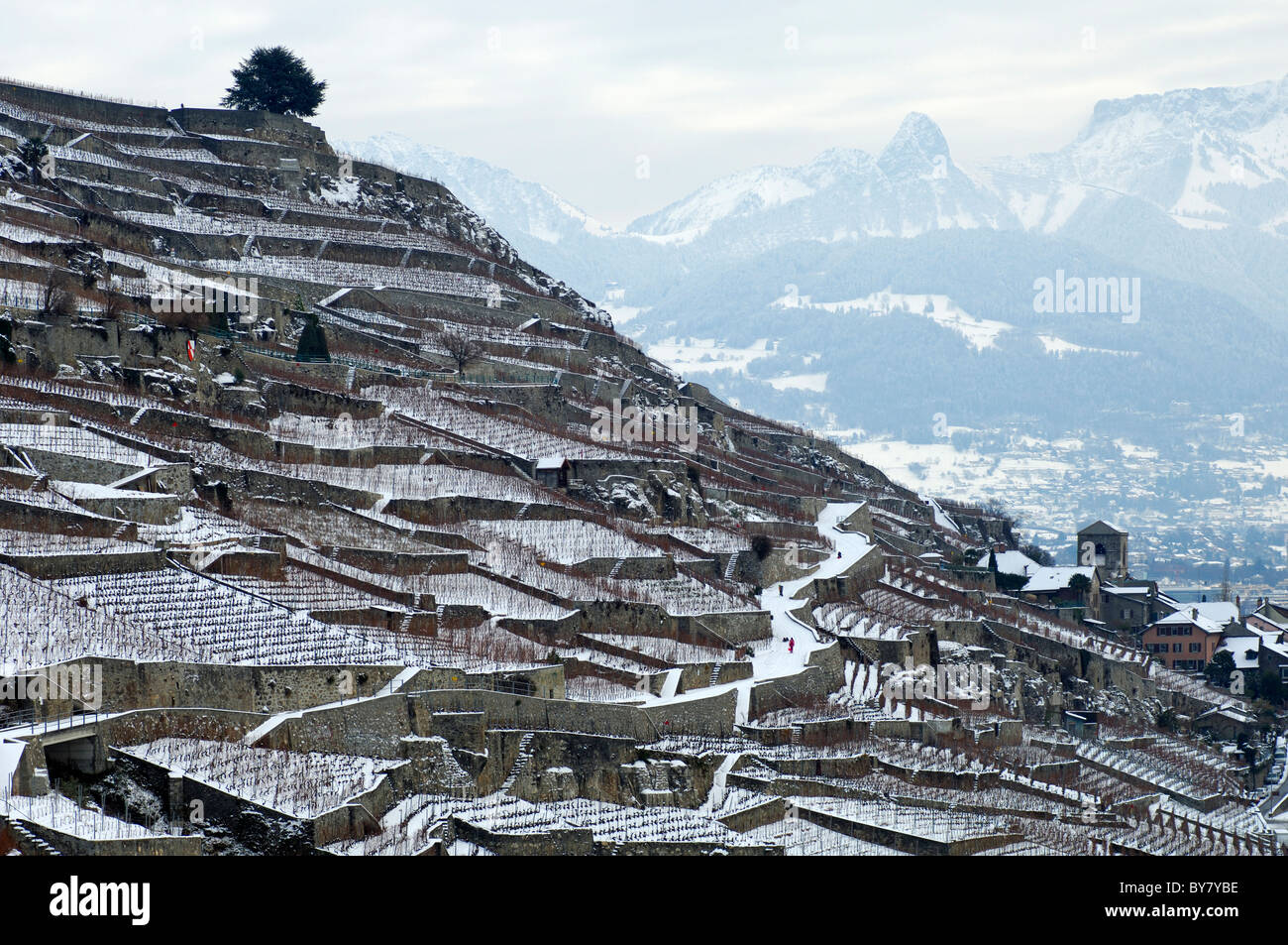 snow-covered terraced vineyards of the UNESCO World Heritage site Lavaux near Saint-Saphorin, Vaud, Switzerland Stock Photo