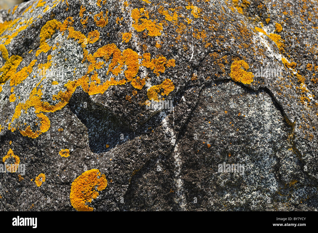 Common orange lichen,aka yellow scale, maritime sunburst lichen, or shore lichen, xanthoria parietina. grows on rock near the sea in Maine, USA. Stock Photo