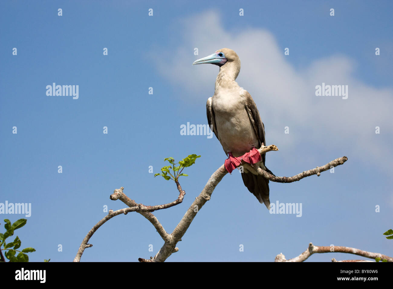 Birds Red Footed Booby Sula sula Genovesa Prins Philips Steps Galapagos Island Stock Photo