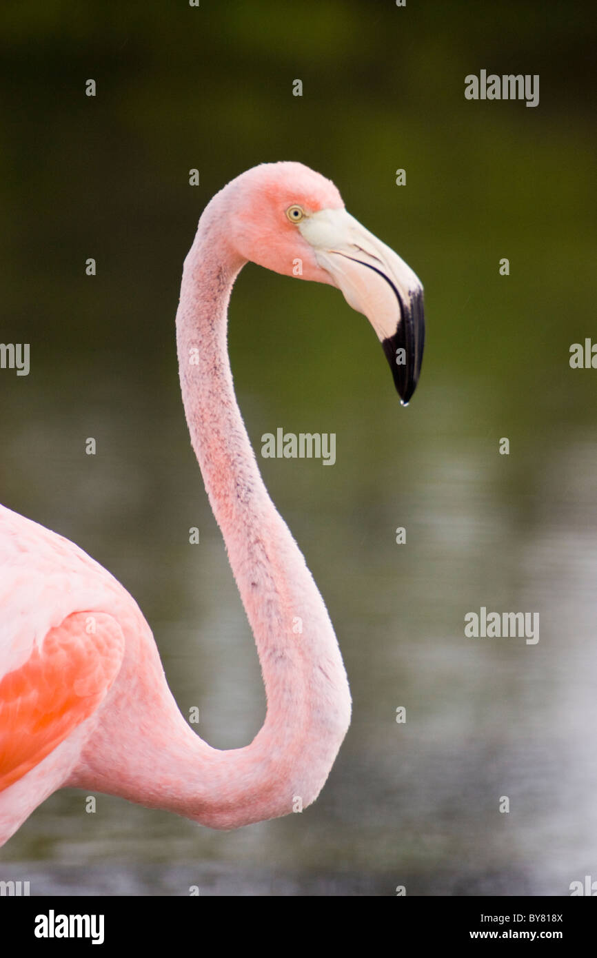 Birds Greater Flamingo Phoeicopterus ruber Santa Cruz Indefatigable las Bachas The Galapagos Islands Stock Photo