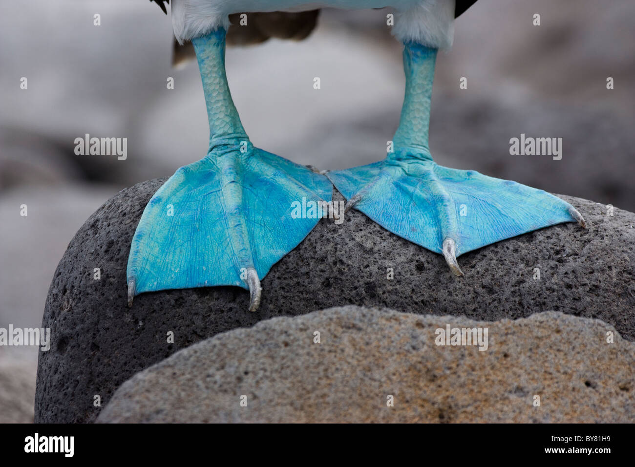 Birds Blue-footed Booby Sula nexbouxii Feet North Seymor The Galapagos Islands Stock Photo