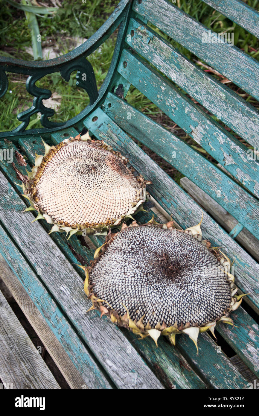two sunflower seedheads drying on a garden bench for the birds to eat Stock Photo