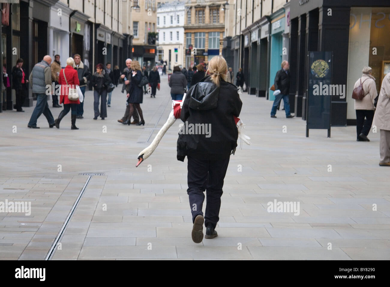 RSPCA animal protection officer rescuing a swan from Southmead shopping Centre, Bath, UK Stock Photo