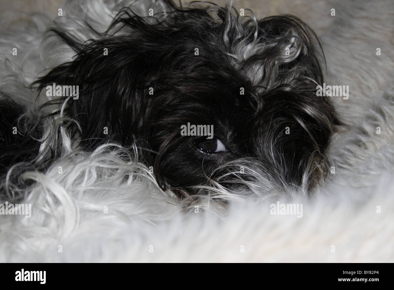 dog on blanket Stock Photo Alamy