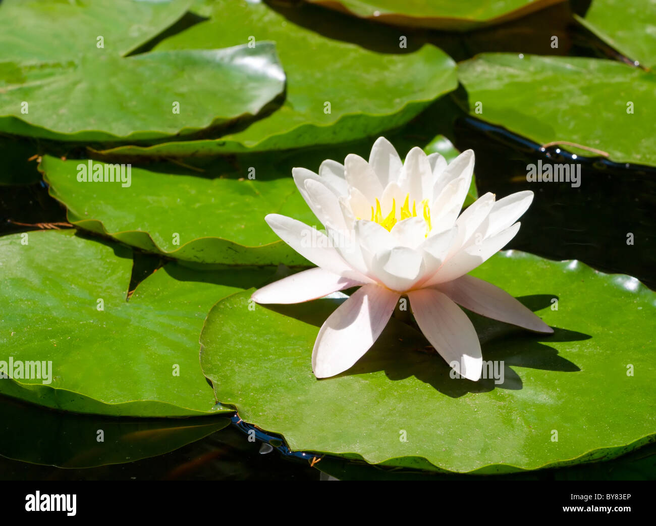 Pond yellow water lily hi-res stock photography and images - Alamy