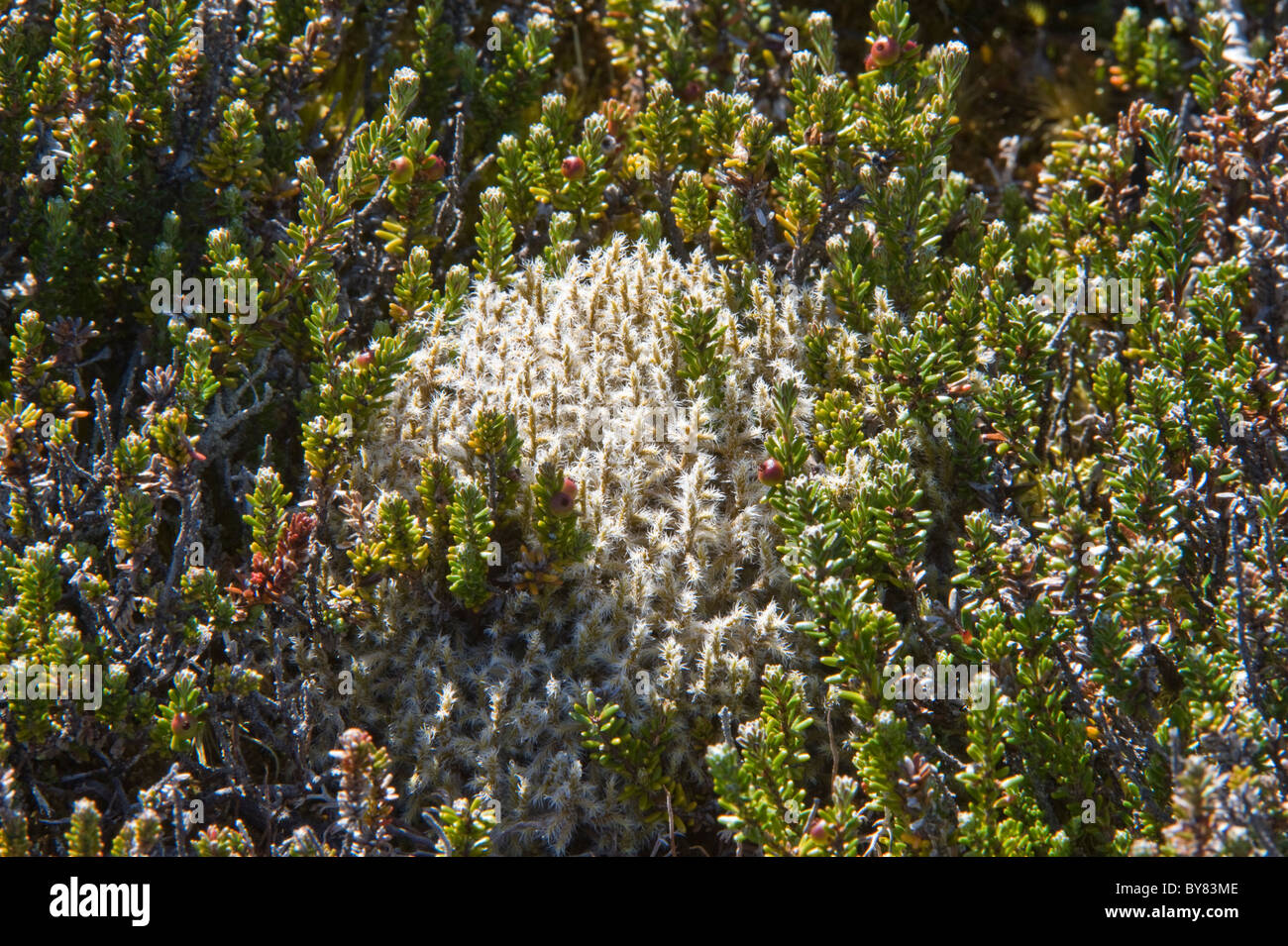 Racomitrium lanuginosum moss grows Ainsworth Bay a coastal inlet fed by the meltwater of Marinelli Glacier Tierra del Fuego Stock Photo