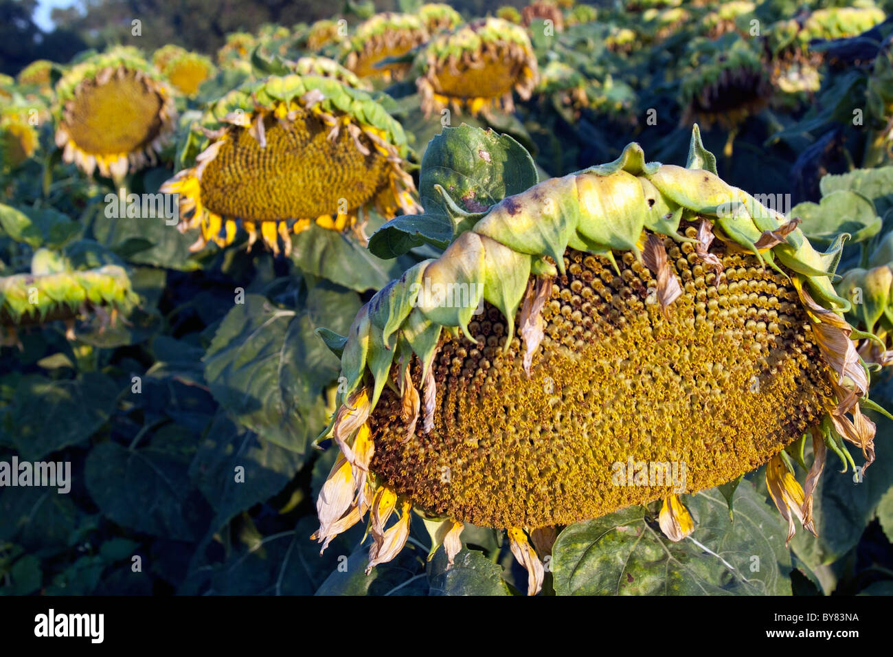 Dying sunflower hires stock photography and images Alamy
