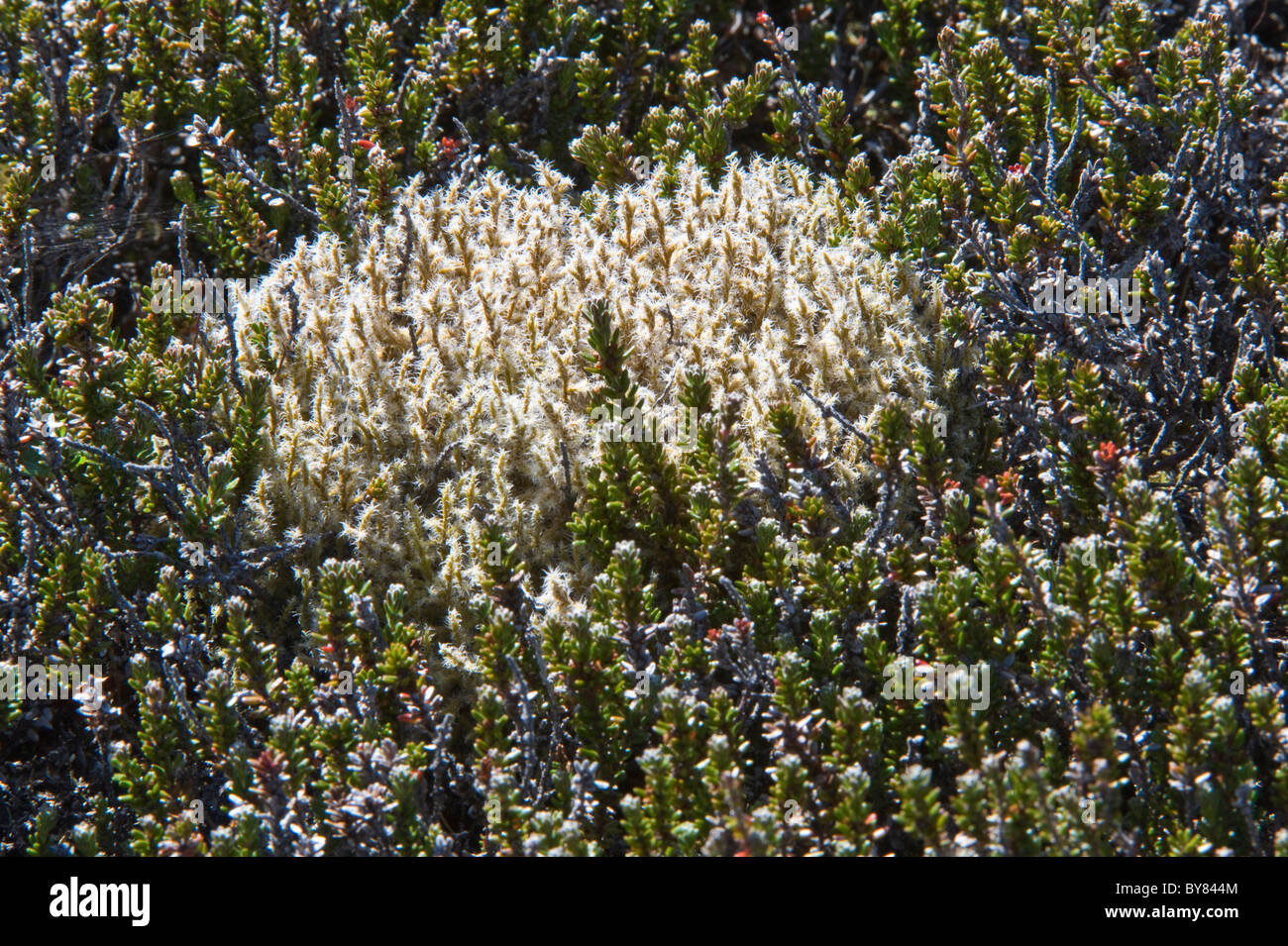 Racomitrium lanuginosum moss grows Ainsworth Bay a coastal inlet fed by the meltwater of Marinelli Glacier Tierra del Fuego Stock Photo