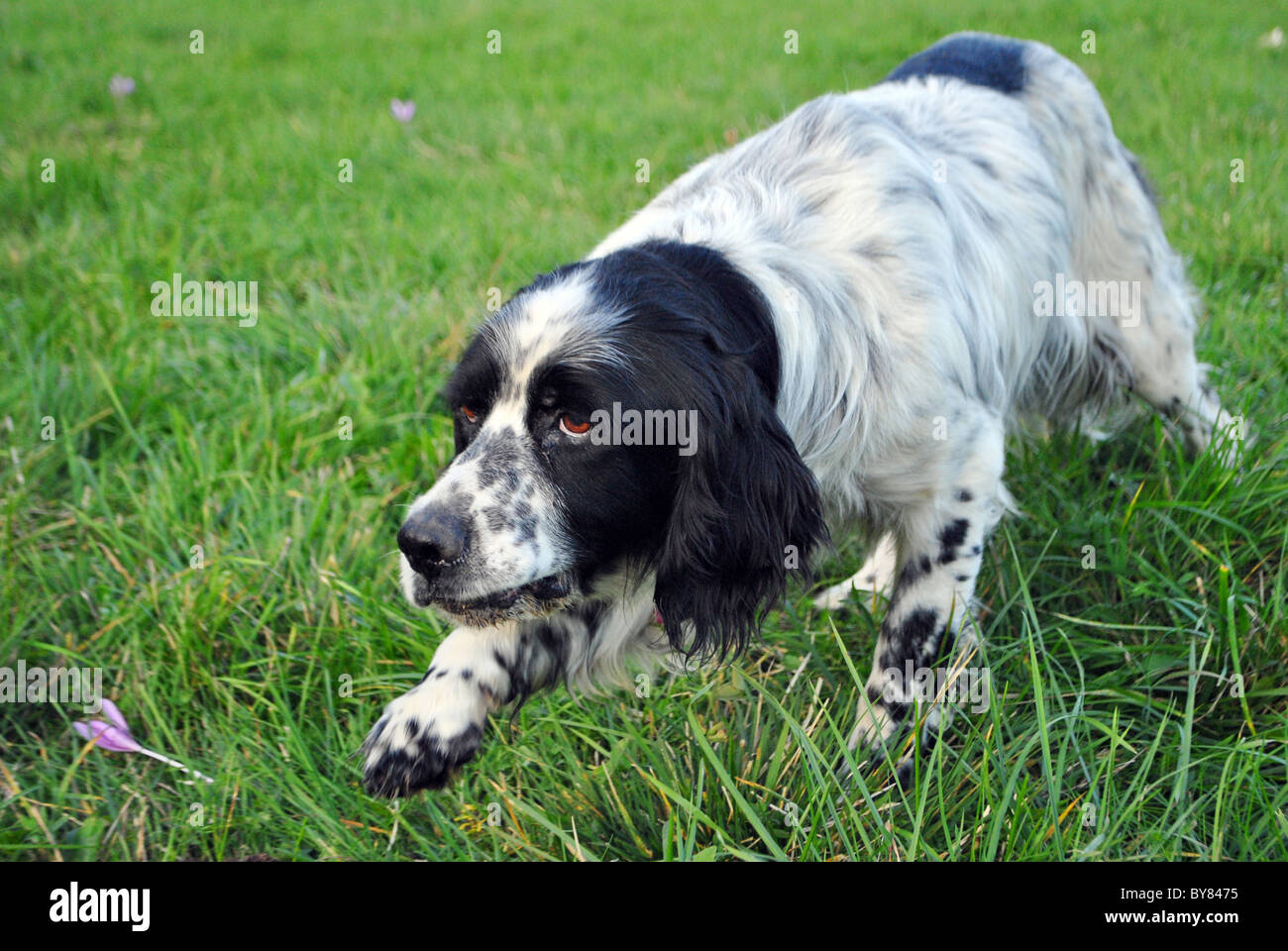 setter dog pointing in the meadow Stock Photo