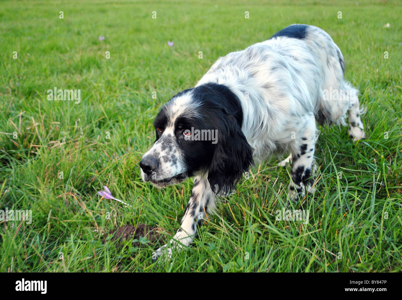 setter dog pointing in the meadow Stock Photo