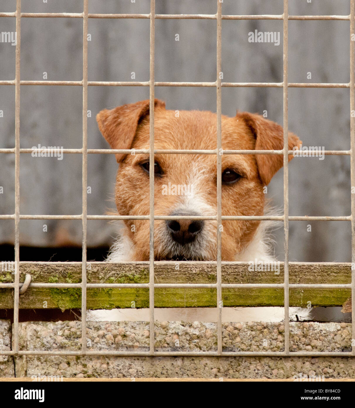 A jack russell terrier dog in a cage waiting for his owner Stock Photo