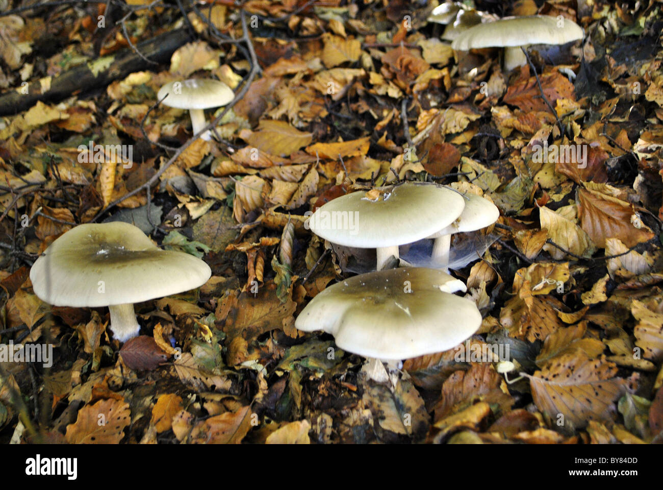 Brush for cleaning mushrooms hi-res stock photography and images - Alamy