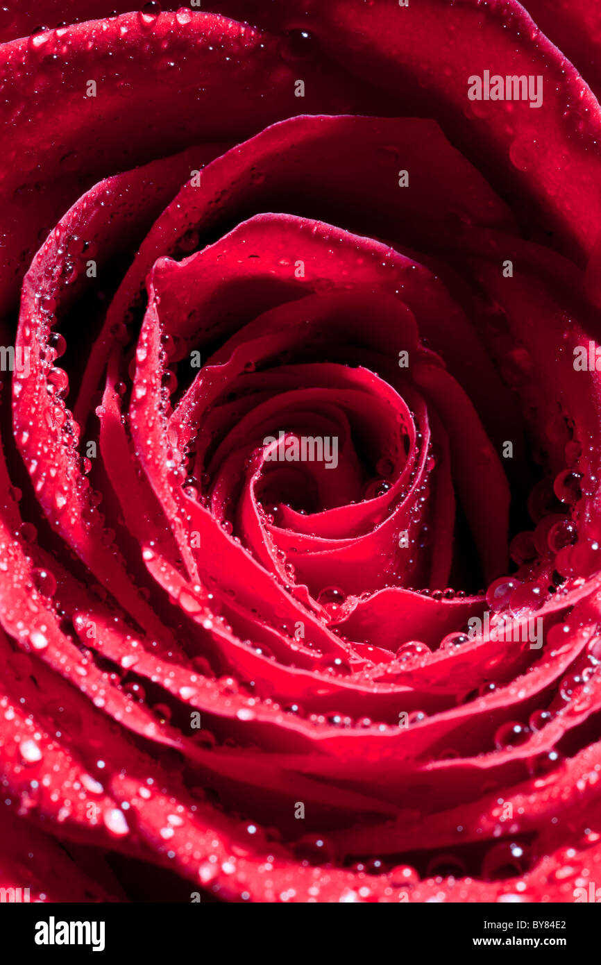 macro shot of red rose spayed with water droplets Stock Photo - Alamy